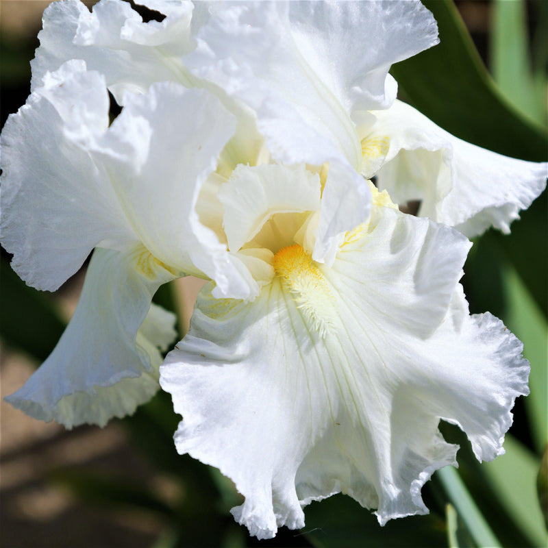Closeup of Fragrant White Reblooming Bearded Iris Renown