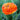 Orange Ranunculus Flamenco