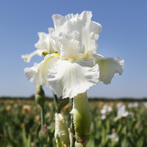 Fragrant White Reblooming Bearded Iris Renown