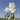 Blooms of Fragrant White Bearded Iris Renown