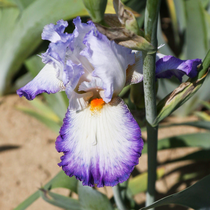 Top view of Iris Gypsy Lord