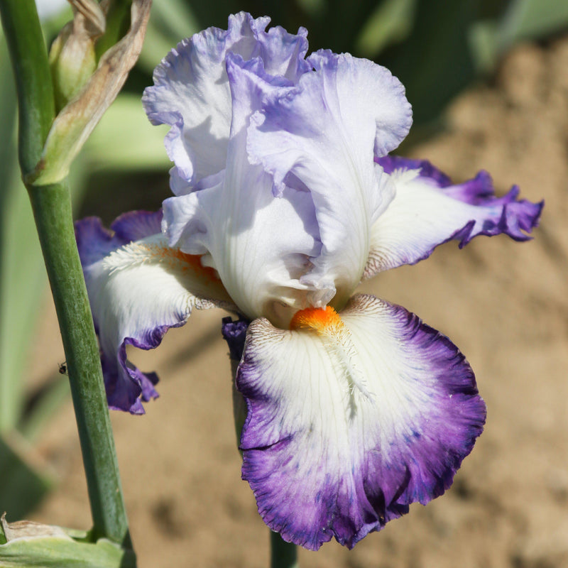 Orange beard, purple and white petals of Iris Gypsy Lord