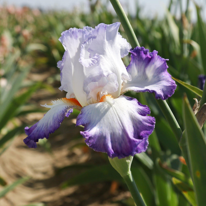 White and Purple Petals of Reblooming Iris Gypsy Lord