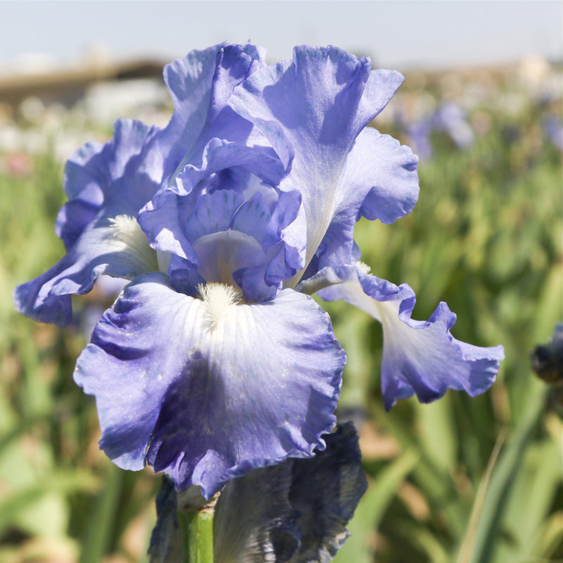 Ruffled Petals of Bearded Iris Sugar Blues