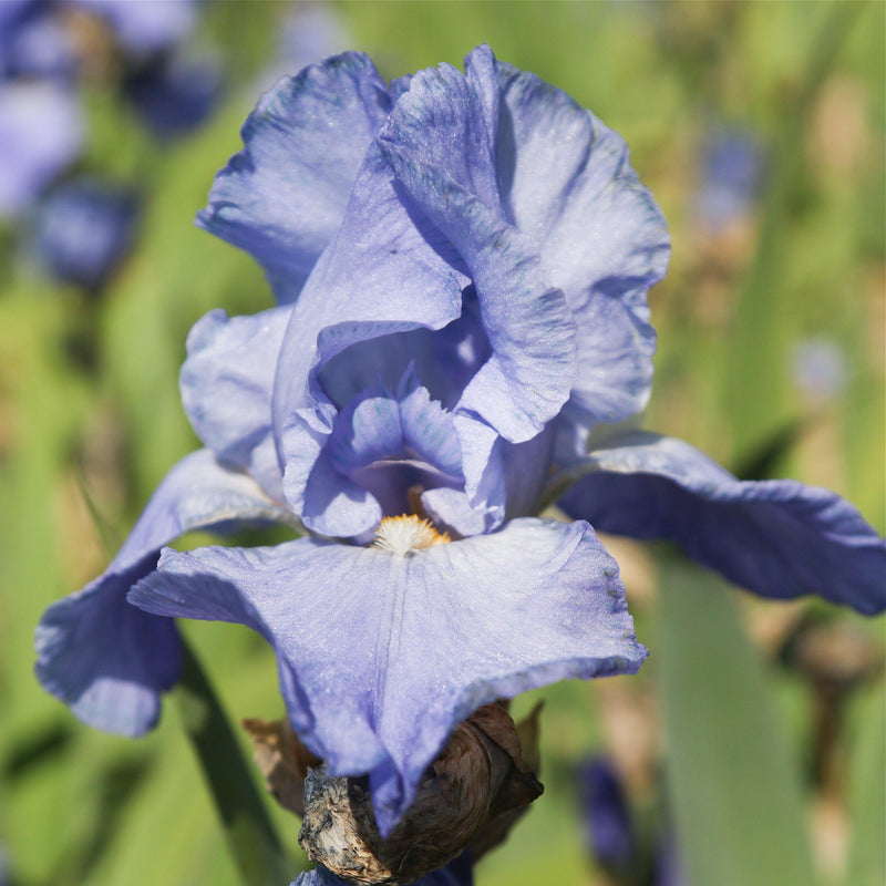 Reblooming Bearded Iris Sugar Blues
