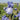Blue and White Flowers of Iris Sugar Blues