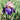 Reblooming Bearded Iris Florentine Silk In the Garden