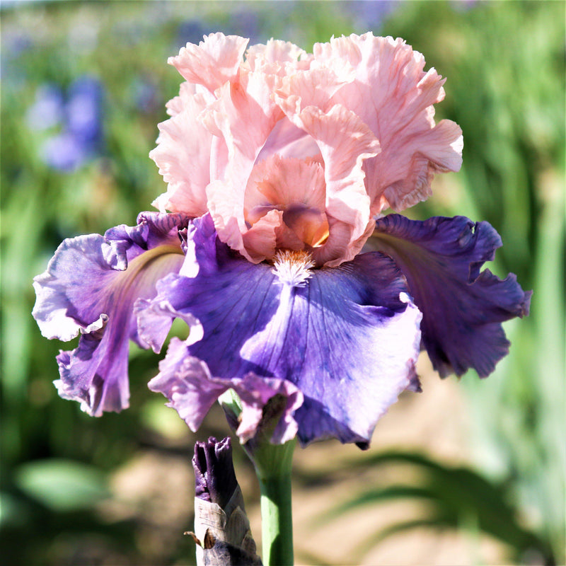 Side View Reblooming Bearded Iris Florentine Silk