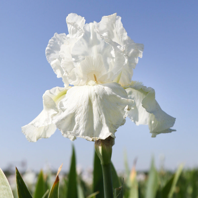 Fragrant White Bearded Iris Frequent Flyer Against a Blue Sky