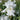 Fragrant White Bearded Iris Frequent Flyer