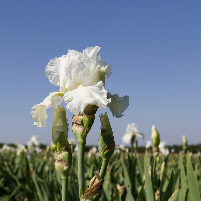 Fragrant White Bearded Iris Frequent Flyer In the Field