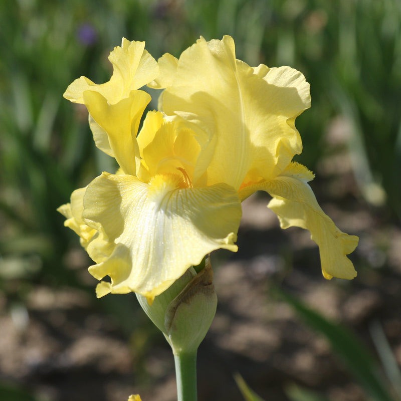 Yellow Petals Iris Harvest of Memories