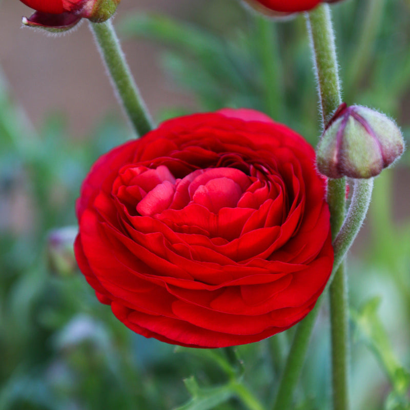 Red Ranunculus Flowers