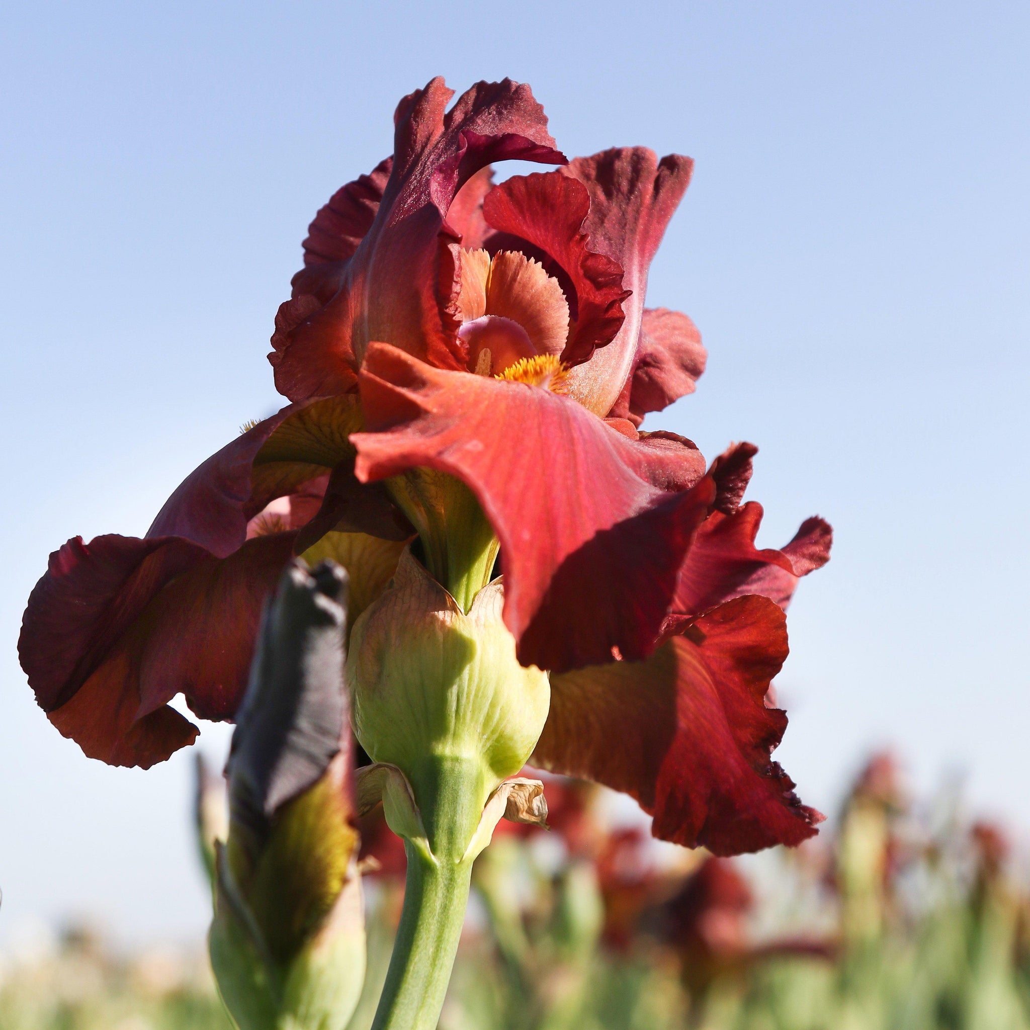 Reblooming Fragrant Red Bearded Iris My Friend Jonathan Rhizomes Easy reblooming-fragrant-red-bearded-iris-my-friend-jonathan-rhizomes-easy