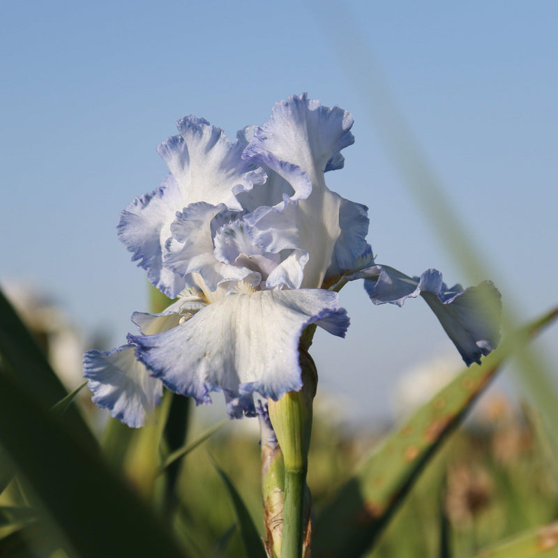 Side View Blue and White Iris Cloud Ballet