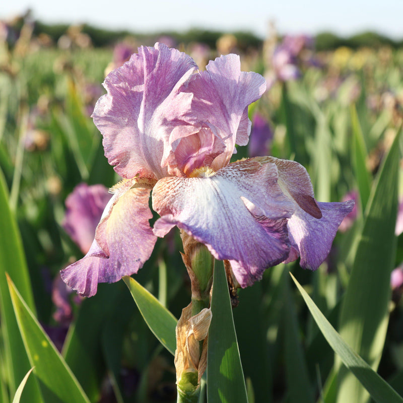 Reblooming Bearded Iris Wine Festival in the field