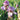 Multiple flowers - Reblooming Bearded Iris Wine Festival