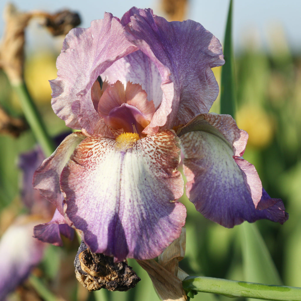 Reblooming Bearded Iris Bulbs for Sale | Large Iris Rhizomes – Easy To ...