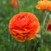 Ranunculus Sunset Bulbs For Sale | Sunset Ranunculus – Easy To Grow Bulbs