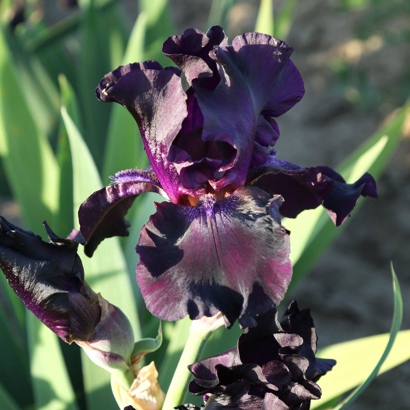 Top view of Reblooming Iris Superstition