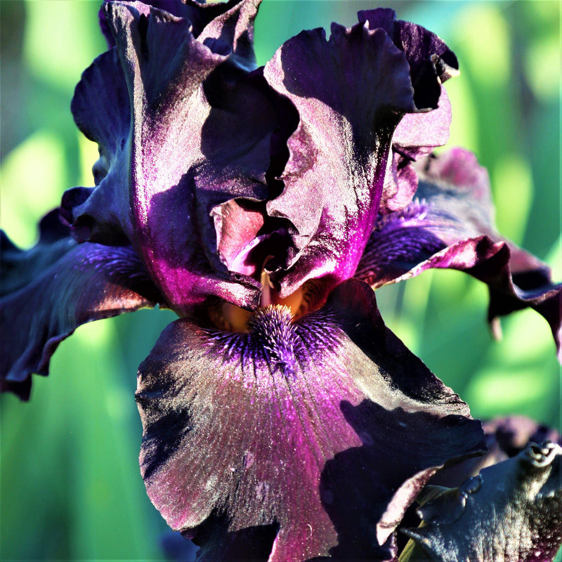 Closeup of Fragrant Dark Purple Reblooming Iris Superstition