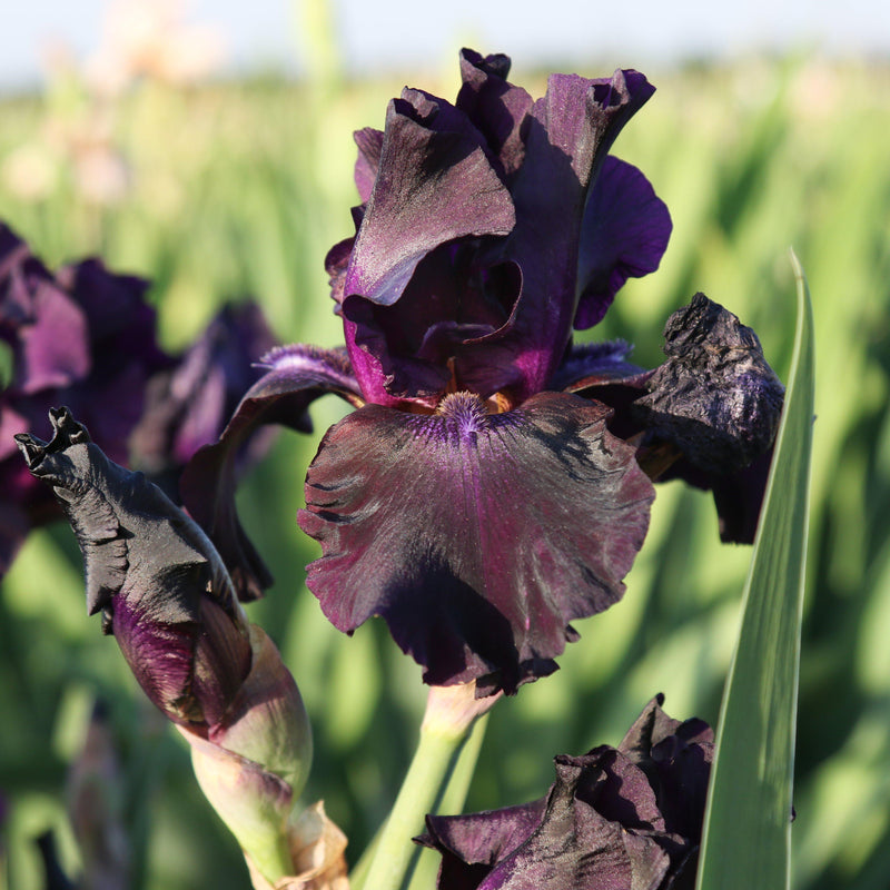 Multiple blooms of Iris Superstition