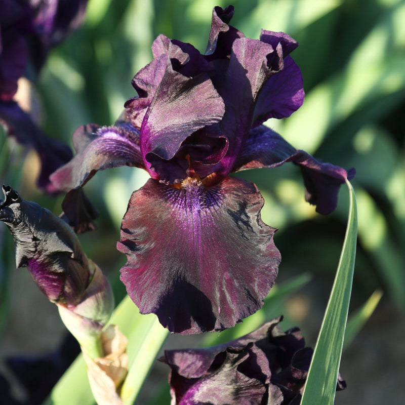 Side View of Dark Purple Reblooming Iris Superstition