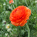 Ranunculus Sunset Bulbs For Sale | Sunset Ranunculus – Easy To Grow Bulbs