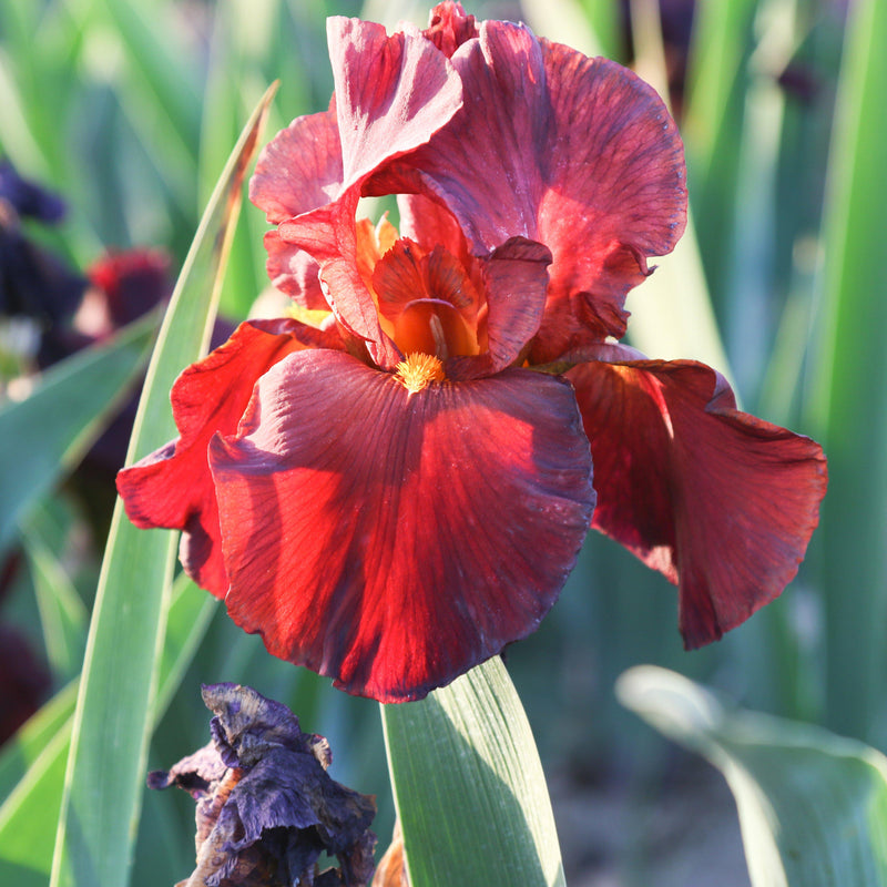 Closeup of red flowers of Iris War Chief