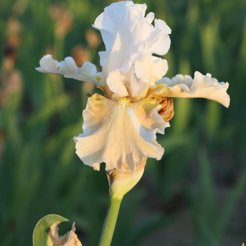 Side view of Iris Champagne Elegance