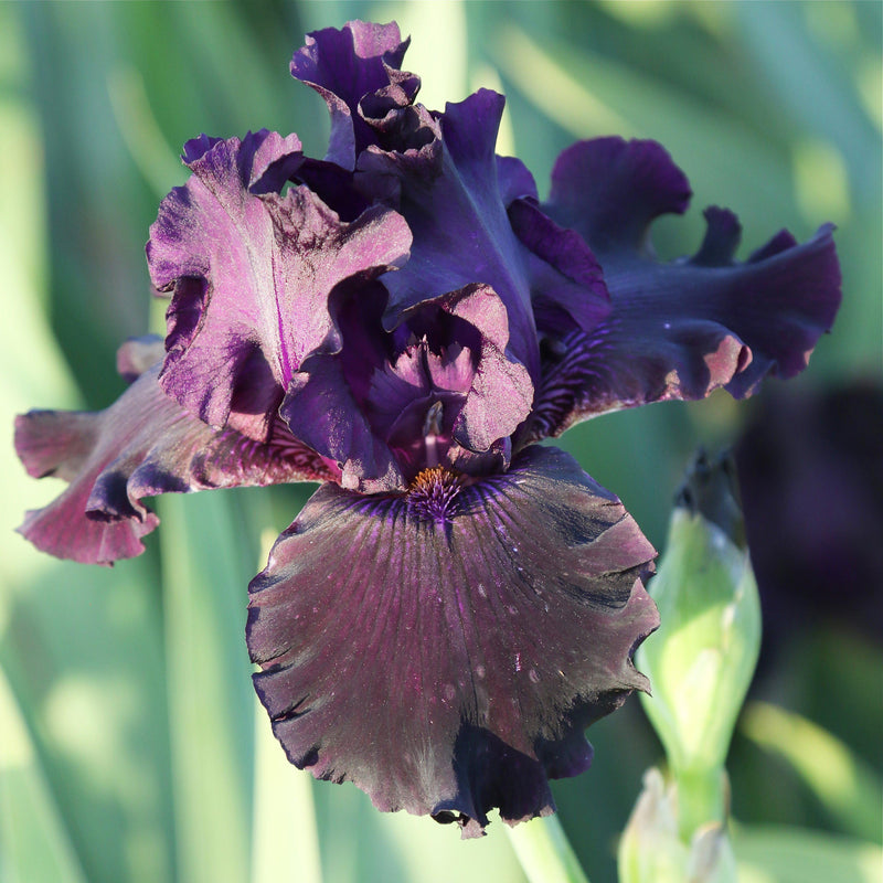 Top View of Dark Purple Ozark Rebounder Iris Flower