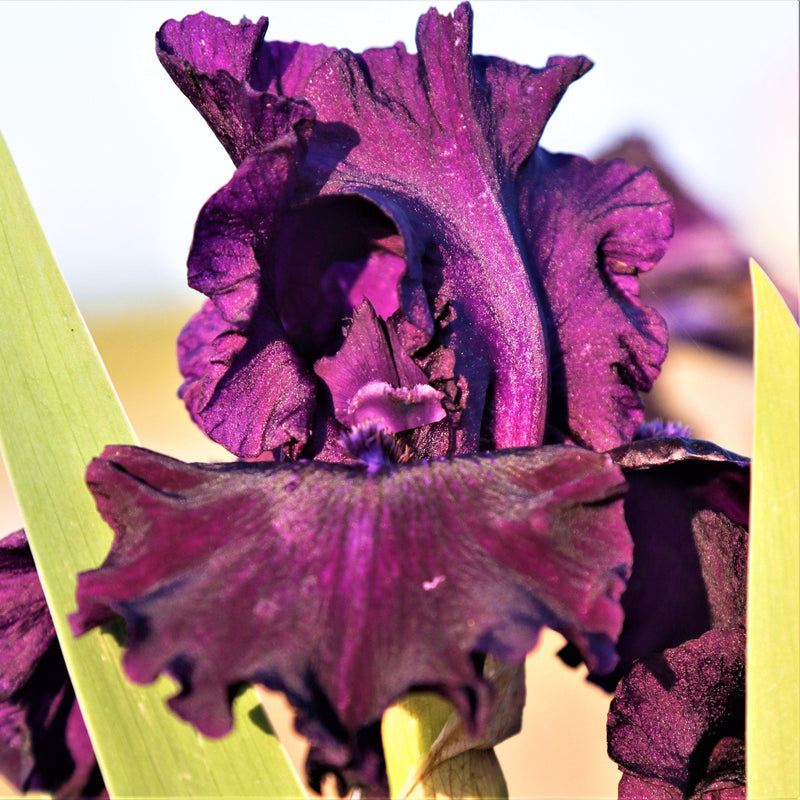 Best Dark Purple Reblooming Bearded Iris Ozark Rebounder