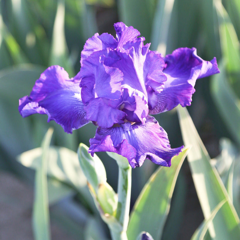 Side View Purple Reblooming Bearded Iris Dashing