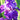 Closeup Purple Reblooming Bearded Iris Dashing