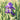 Two flowers of Purple Reblooming Bearded Iris Dashing