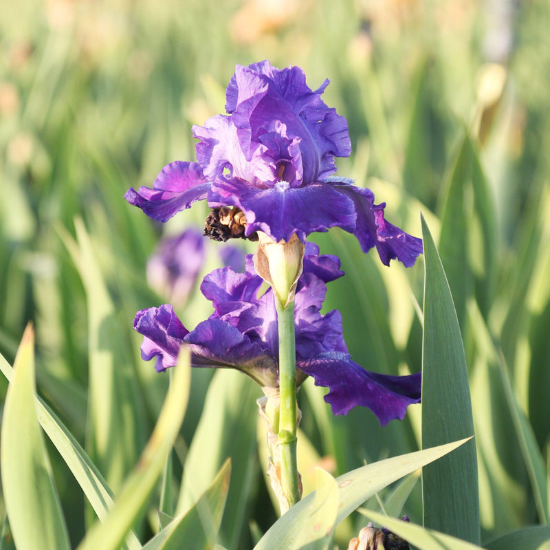 Two flowers of Purple Reblooming Bearded Iris Dashing