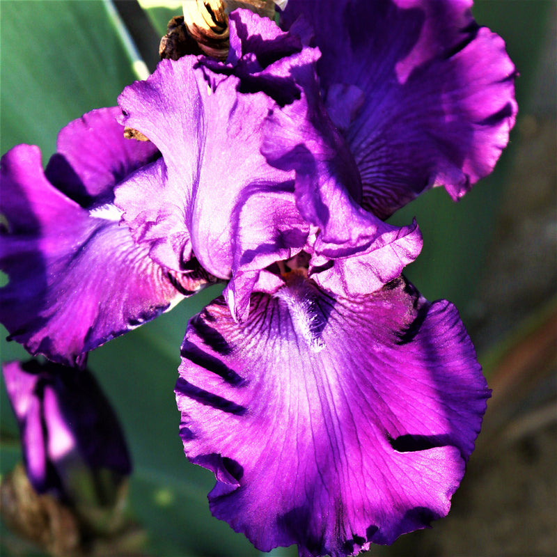 Top View of Purple Reblooming Bearded Iris Dashing