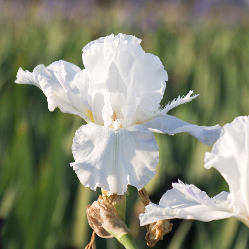 Fragrant White Reblooming Bearded Iris Mesmerizer