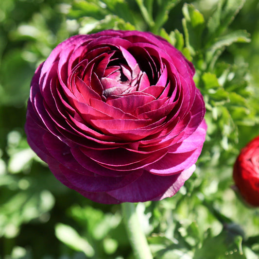 Italian Ranunculus Purple All Ranunculus – tagged