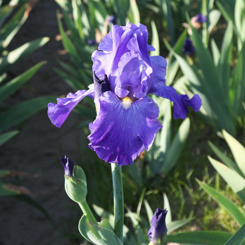Reblooming Bearded Iris Feed Back in the field