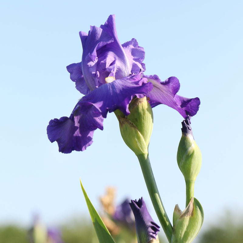 Reblooming Bearded Iris Feed Back against the sky