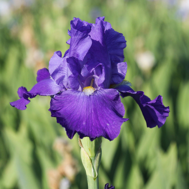 Purple Reblooming Bearded Iris Feed Back