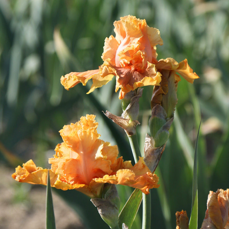 Orange Iris Cordoba - two flowers