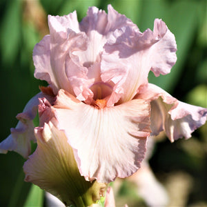 Reblooming Bearded Iris Pink Attraction