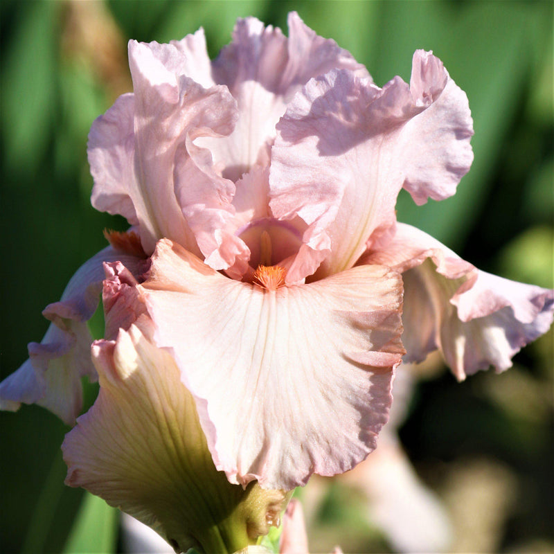 Reblooming Bearded Iris Pink Attraction