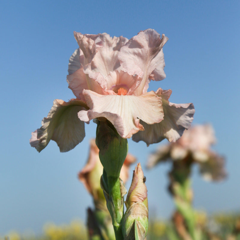 Side view of Reblooming Bearded Iris Pink Attraction