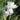 Closeup of white Reblooming Bearded Iris Immortality