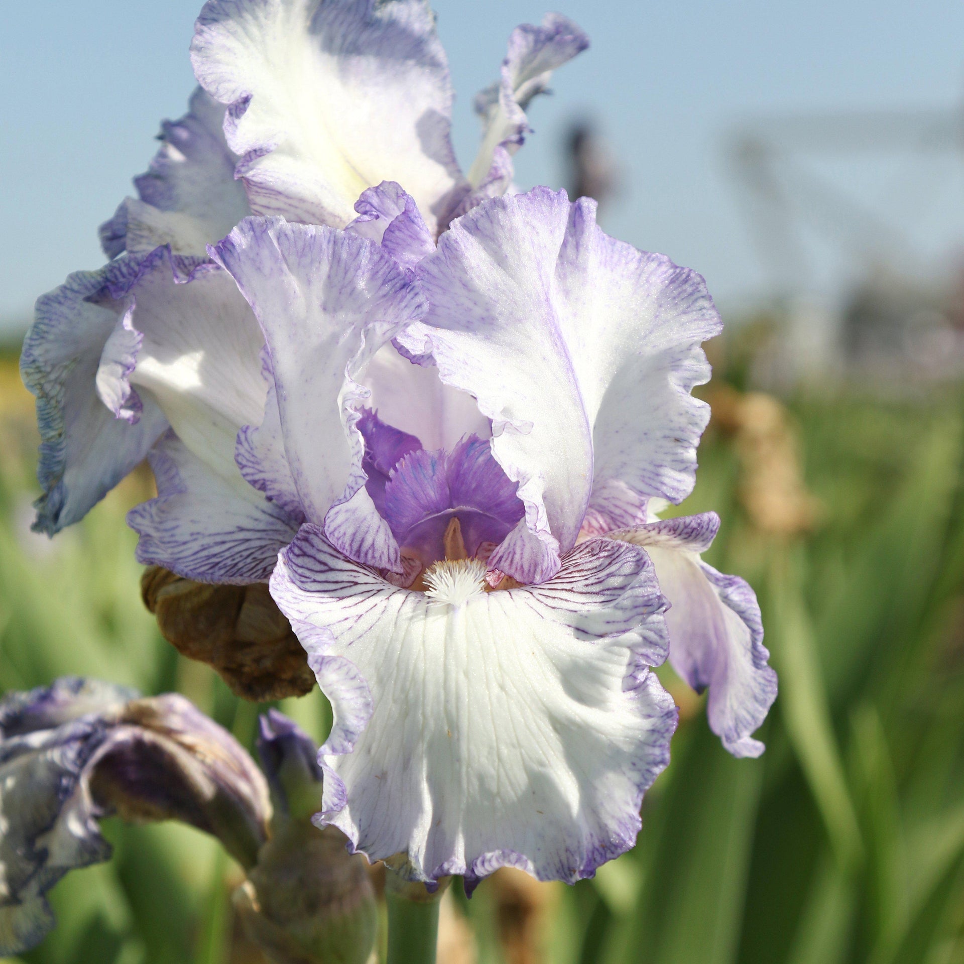white iris plant Purple and White Reblooming Bearded Iris Earl of Essex Rhizomes – Easy To  Grow Bulbs