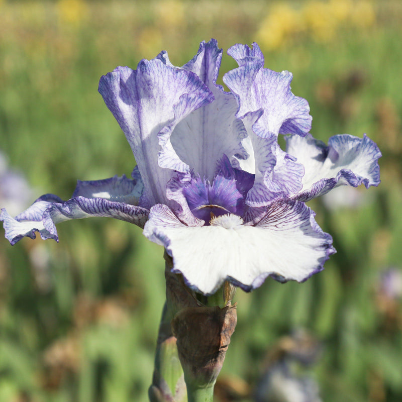 Purple and White Reblooming Iris Earl of Essex