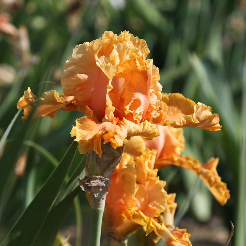 Closeup of two Iris Cordoba Flowers